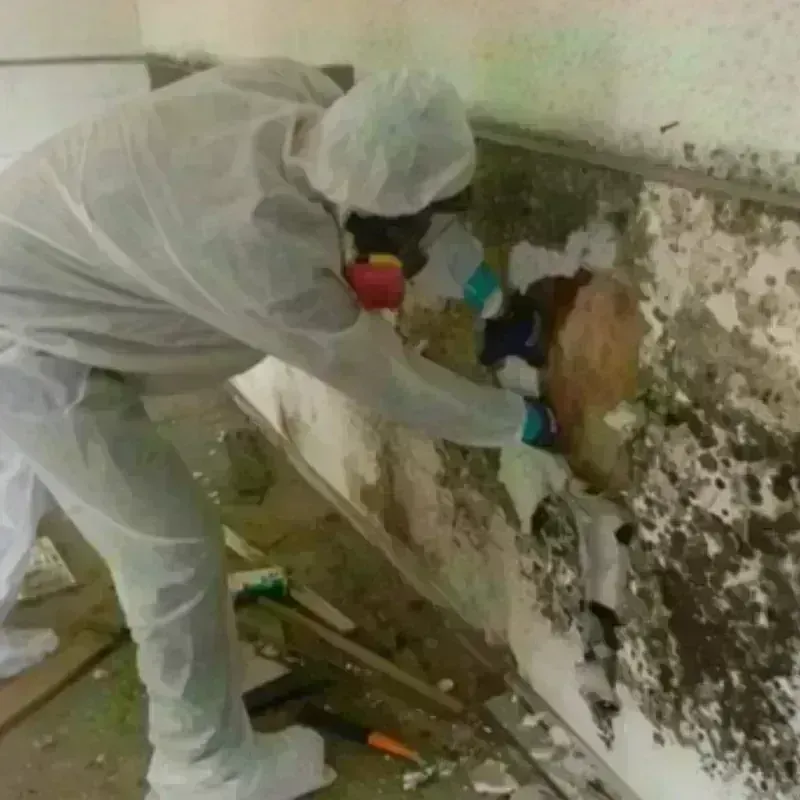 Mold Remediation and Removal in Logan County, NE